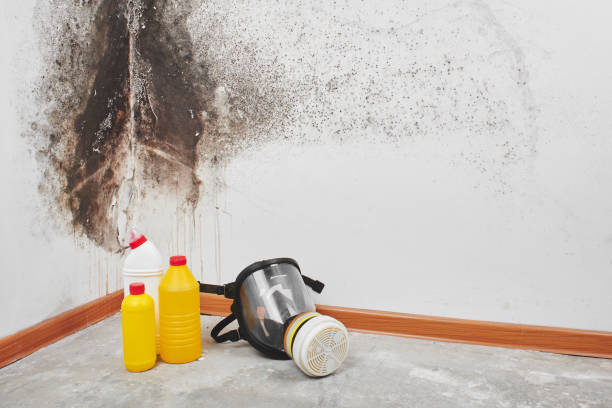 Best Toxic Mold Removal  in Leith Hatfield, PA