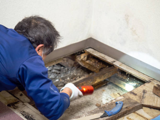 Best Mold Damage Repair  in Leith Hatfield, PA