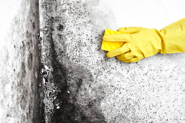Best Water Damage Restoration  in Leith Hatfield, PA