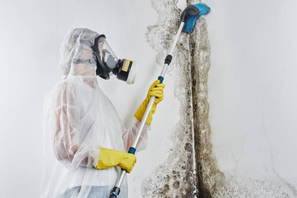 Best Mold Remediation  in Leith Hatfield, PA