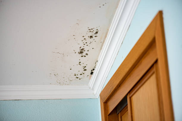 Home Mold Removal in Leith Hatfield, PA