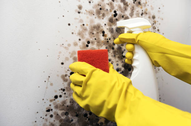 Best Attic Mold Removal  in Leith Hatfield, PA