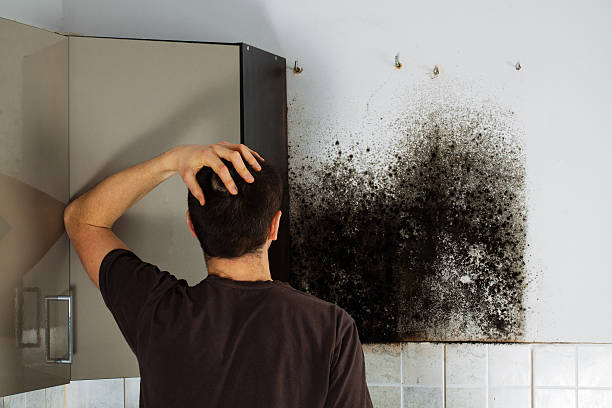 Best Same-Day Mold Removal  in Leith Hatfield, PA