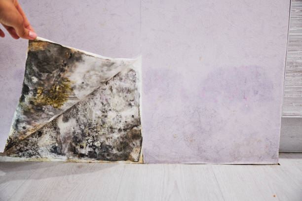 Best Residential Mold Removal  in Leith Hatfield, PA
